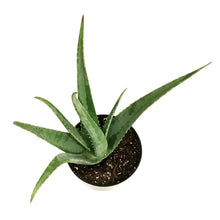 Load image into Gallery viewer, Aloe Vera, 8in
