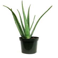 Load image into Gallery viewer, Aloe Vera, 8in