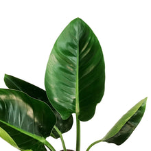 Load image into Gallery viewer, Philodendron, 6in, Green Princess