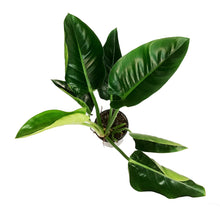 Load image into Gallery viewer, Philodendron, 6in, Green Princess
