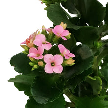 Load image into Gallery viewer, Calandiva Kalanchoe, 4in, Mandala Pink Light