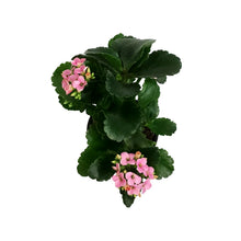 Load image into Gallery viewer, Calandiva Kalanchoe, 4in, Mandala Pink Light