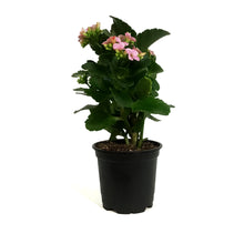 Load image into Gallery viewer, Calandiva Kalanchoe, 4in, Mandala Pink Light
