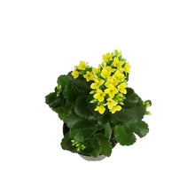 Load image into Gallery viewer, Calandiva Kalanchoe, 4in, Mandala Yellow