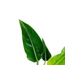 Load image into Gallery viewer, Philodendron, 4in, Rojo Congo