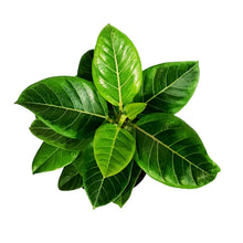 Load image into Gallery viewer, Ficus,10in, Altissima Yellow Gem