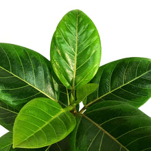 Load image into Gallery viewer, Ficus,10in, Altissima Yellow Gem