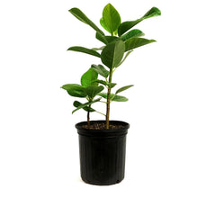 Load image into Gallery viewer, Ficus,10in, Altissima Yellow Gem