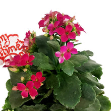 Load image into Gallery viewer, Kalanchoe Valentine's Planter, 4in, Love Tin Pot