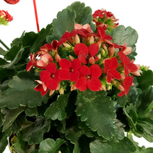 Load image into Gallery viewer, Kalanchoe Valentine's Planter, 4in, Love Tin Pot