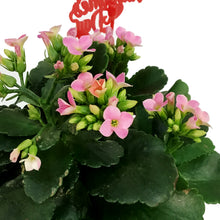 Load image into Gallery viewer, Kalanchoe Valentine's Planter, 4in, Love Tin Pot