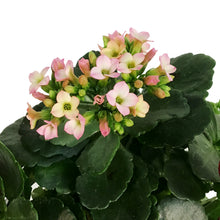 Load image into Gallery viewer, Kalanchoe Valentine's Planter, 4in, Love Tin Pot