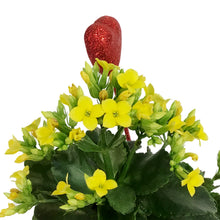 Load image into Gallery viewer, Kalanchoe Valentine's Planter, 4in, Love Tin Pot