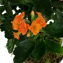 Load image into Gallery viewer, Kalanchoe Valentine's Planter, 4in, Love Tin Pot
