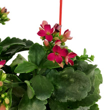 Load image into Gallery viewer, Kalanchoe Valentine's Planter, 4in, Large Hearts