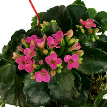 Load image into Gallery viewer, Kalanchoe Valentine's Planter, 4in, Large Hearts