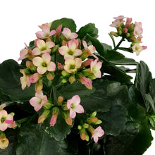 Load image into Gallery viewer, Kalanchoe Valentine's Planter, 4in, Large Hearts