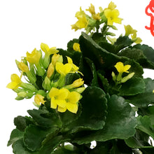 Load image into Gallery viewer, Kalanchoe Valentine's Planter, 4in, Large Hearts