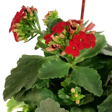 Load image into Gallery viewer, Kalanchoe Valentine's Planter, 4in, Small Hearts