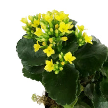 Load image into Gallery viewer, Kalanchoe Valentine's Planter, 4in, Small Hearts