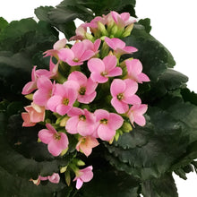 Load image into Gallery viewer, Kalanchoe Valentine's Planter, 4in, Small Hearts
