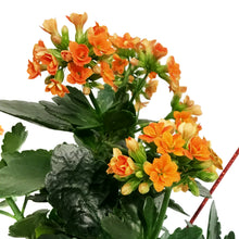 Load image into Gallery viewer, Kalanchoe Valentine's Planter, 4in, Small Hearts