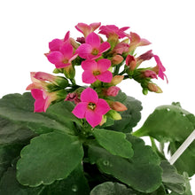 Load image into Gallery viewer, Kalanchoe Valentine's Planter, 4in, Small Hearts