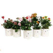 Load image into Gallery viewer, Kalanchoe Valentine's Planter, 4in, Small Hearts
