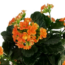 Load image into Gallery viewer, Kalanchoe Valentine's Planter, 4in, Red Love Pot