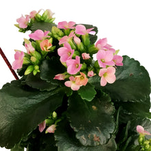 Load image into Gallery viewer, Kalanchoe Valentine's Planter, 4in, Red Love Pot