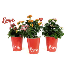 Load image into Gallery viewer, Kalanchoe Valentine's Planter, 4in, Red Love Pot