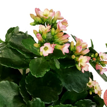 Load image into Gallery viewer, Kalanchoe Valentine's Planter, 4in, White Pot