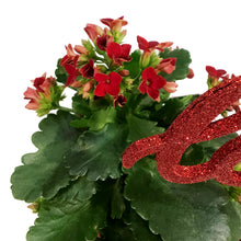 Load image into Gallery viewer, Kalanchoe Valentine's Planter, 4in, White Pot
