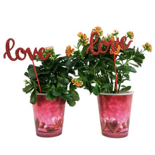Load image into Gallery viewer, Kalanchoe Valentine's Planter, 4in, Pink Pot