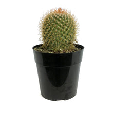 Load image into Gallery viewer, Cactus, 5in, Mammillaria Pringlei