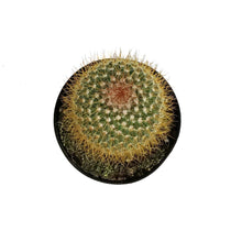 Load image into Gallery viewer, Cactus, 5in, Mammillaria Pringlei