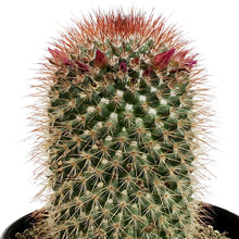 Load image into Gallery viewer, Cactus, 5in, Mammillaria Spinosissima