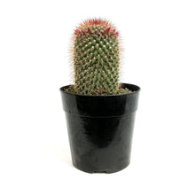 Load image into Gallery viewer, Cactus, 5in, Mammillaria Spinosissima