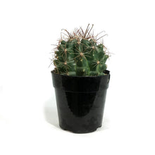 Load image into Gallery viewer, Cactus, 5in, Ferocactus Wislizenii