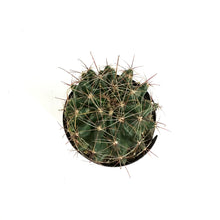 Load image into Gallery viewer, Cactus, 5in, Ferocactus Wislizenii