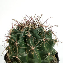 Load image into Gallery viewer, Cactus, 5in, Ferocactus Wislizenii