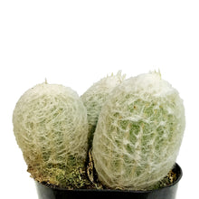 Load image into Gallery viewer, Cactus, 5in, Espostoa 'Peruvian Old Lady'