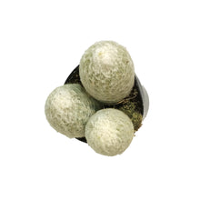 Load image into Gallery viewer, Cactus, 5in, Espostoa 'Peruvian Old Lady'