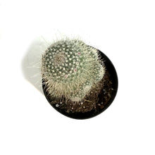 Load image into Gallery viewer, Cactus, 5in, Mammillaria Nobilis