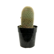 Load image into Gallery viewer, Cactus, 5in, Mammillaria matudae 'Thumb Cactus'