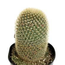 Load image into Gallery viewer, Cactus, 5in, Mammillaria matudae 'Thumb Cactus'