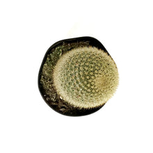 Load image into Gallery viewer, Cactus, 5in, Mammillaria matudae 'Thumb Cactus'