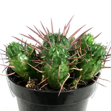 Load image into Gallery viewer, Cactus, 9cm, Euphorbia Ferox