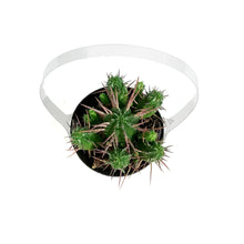 Load image into Gallery viewer, Cactus, 9cm, Euphorbia Ferox