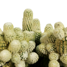 Load image into Gallery viewer, Cactus, 9cm, Mammillaria Elongata Monstrose